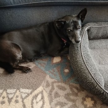 Nevada Pet Hospice - She was the most amazing dog - Veterinarians Near Me - Las Vegas, Nevada Nevada Pet Hospice - She was the most amazing dog - Veterinarians Near Me - Las Vegas, Nevada