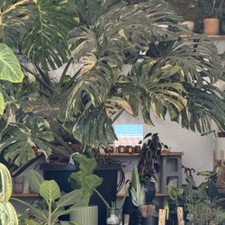 Leaf & Vine, Urban Plant Shop