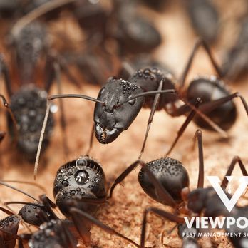 Viewpoint Pest Management Solutions - Pest Control Near Me - Stafford, Virginia Viewpoint Pest Management Solutions - Pest Control Near Me - Stafford, Virginia