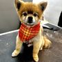 Photo of The Pampered Pooch Pet Spa & Resort