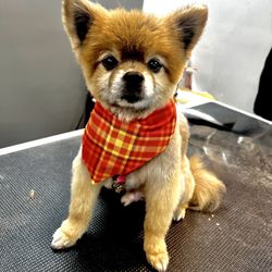 The Pampered Pooch Pet Spa & Resort