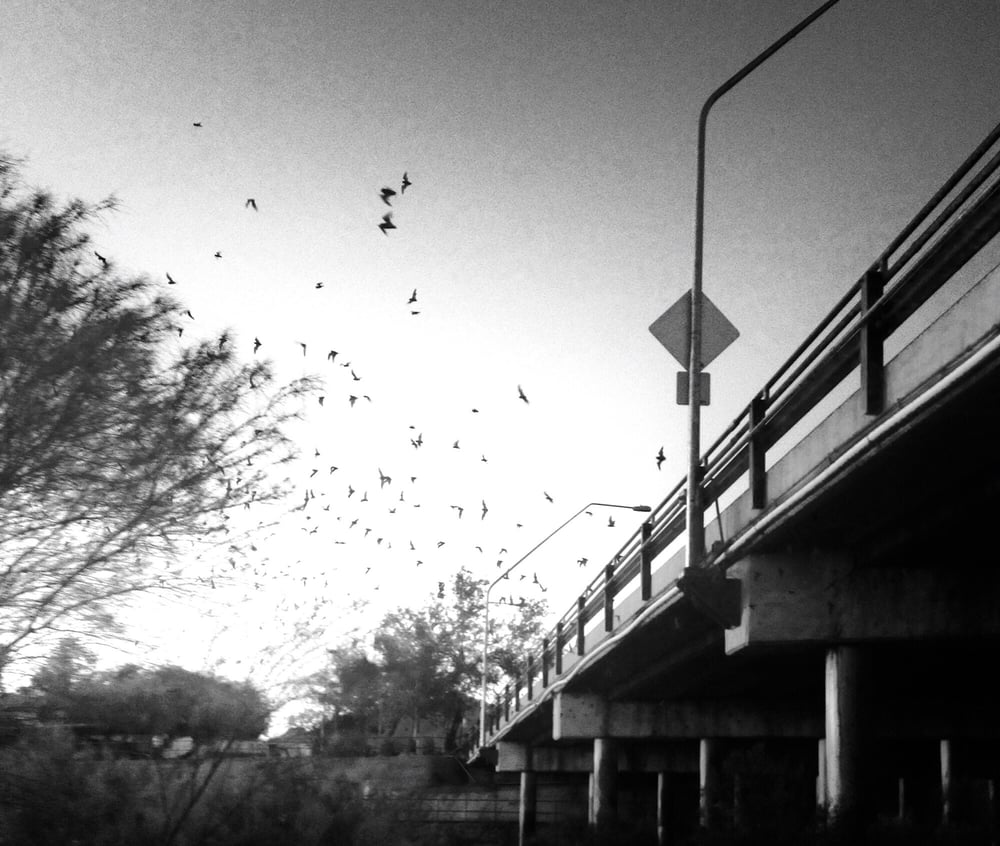 CAMPBELL AVENUE BAT COLONY Updated August 2024 11 Reviews