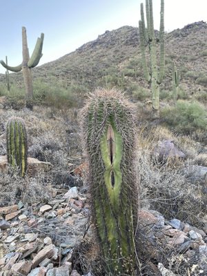 Gateway Trailhead - McDowell Sonoran Preserve by null