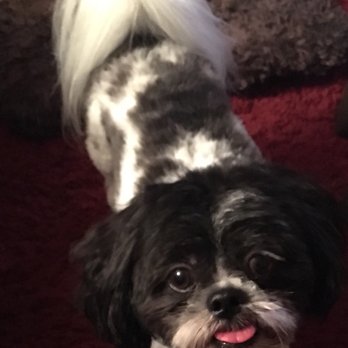 Heidi's Dog Grooming - Pet Groomers Near Me - Mountain View, California Heidi's Dog Grooming - Pet Groomers Near Me - Mountain View, California