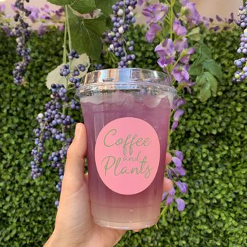 Coffee and Plants - Coffee & Tea Near Me - Pasadena, California