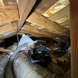 Evans Exterminator - Insulation removal