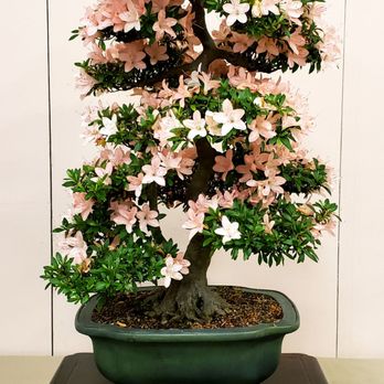 Sei Boku Bonsai Kai - SATSUKI AZALEA 'NIKKO' (rhododendron indicum) by Gordon Deeg - Community Service/Non-Profit Near Me - San Mateo, California Sei Boku Bonsai Kai - SATSUKI AZALEA 'NIKKO' (rhododendron indicum) by Gordon Deeg - Community Service/Non-Profit Near Me - San Mateo, California