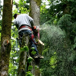 SkyHook Tree