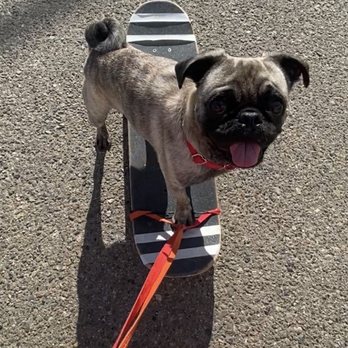 Nate Schoemer Dog Training - Pet Training Near Me