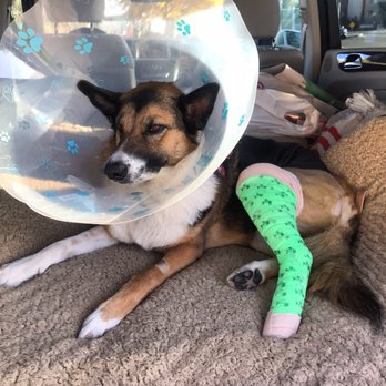 Cherry Chase Pet Hospital - Veterinarians Near Me - Sunnyvale, California