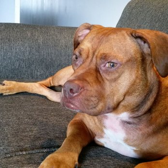 Dear Pet Memorial Park - Her favorite spot on the couch at home watching the door for visitors - Pet Cremation Services Near Me - Bensalem, Pennsylvania