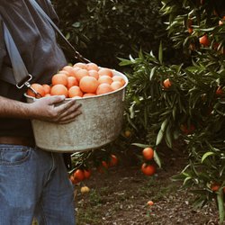 Winters Fruit Tree