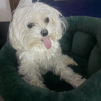 Pawlished Paws Boutique & Spa - This was prior to her appointment! Her eyes were perfectly fine! - Pet Stores Near Me - Riverside, California