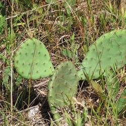 Spring Green Preserve - Cactus- yup - in Wisconsin