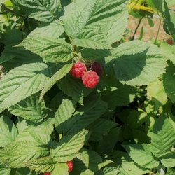 George Schmidt Berry Farm