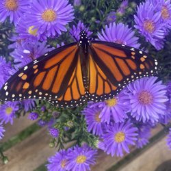 Positive Pressure - Monarch Butterfly