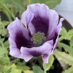 Aurora Nursery - Single-flowered breadseed poppy (Papaver somniferum), probably from a Danish Flag-type or lavender ornamental strain