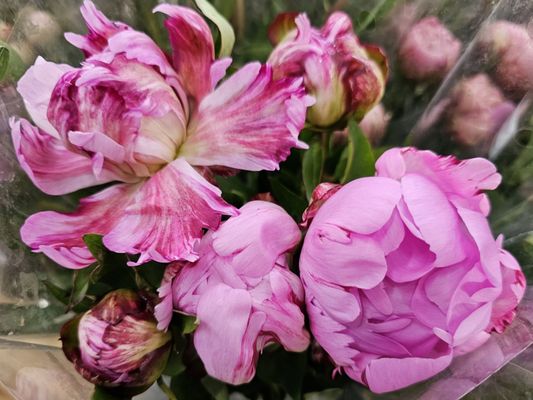 Trader Joe's by null