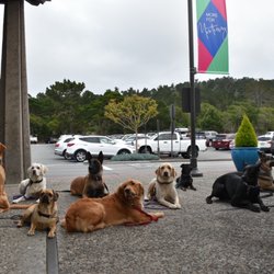 Bite Club K9 Training - Packwalk