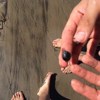 Coronado Butterfly Preserve - Tar on our feet, and if you remove it.. It stays on your finger -____- - Parks Near Me - Goleta, California Coronado Butterfly Preserve - Tar on our feet, and if you remove it.. It stays on your finger -____- - Parks Near Me - Goleta, California