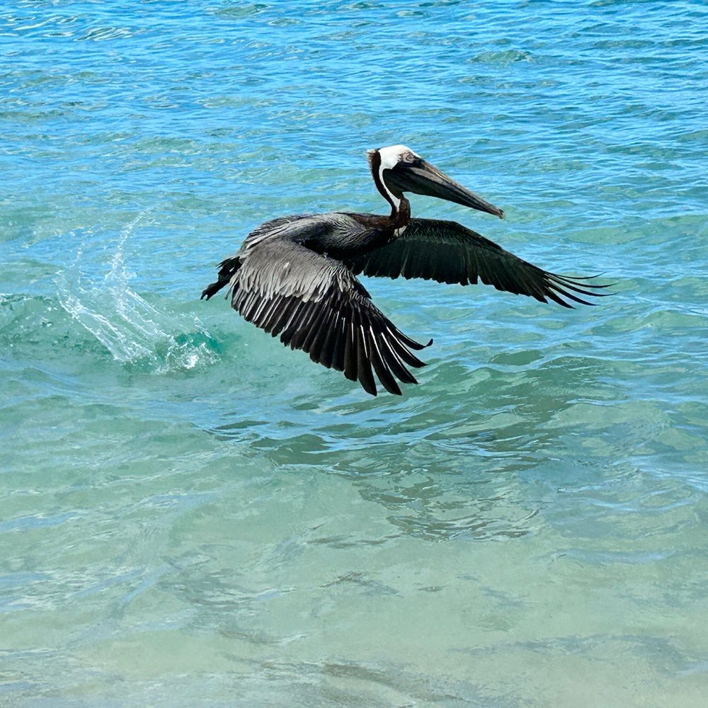 Maho Bay - Beaches Near Me - St John, Virgin Islands