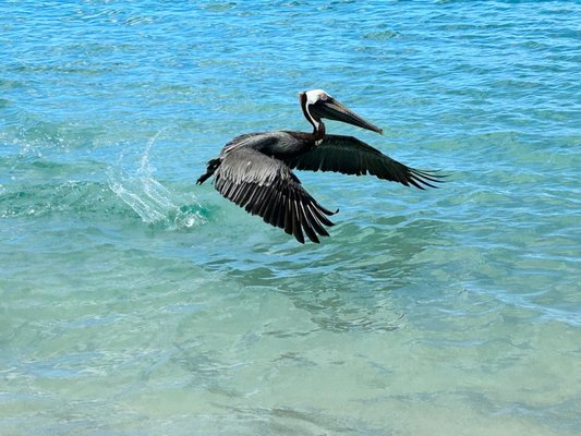 Maho Bay Beach by null