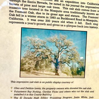 El Dorado County Elections - 8/16/2018: I stumble inside, I see THIS on the left side of the entrance--Cool! Photo of tree. - Placerville, California El Dorado County Elections - 8/16/2018: I stumble inside, I see THIS on the left side of the entrance--Cool! Photo of tree. - Placerville, California