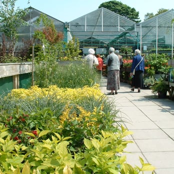 Poplar Tree - Selection of plants and shrubs at Poplar Tree Garden Centre - Nurseries & Gardening Near Me - Durham, DUR