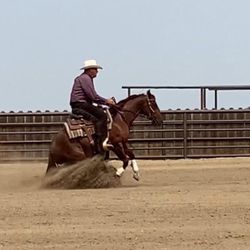 Talbert Performance Horses