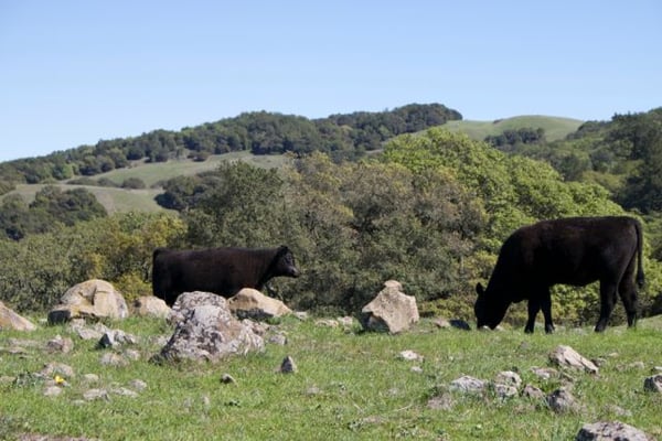 Taylor Mountain Regional Park by null