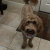 Happy Pawz gift card