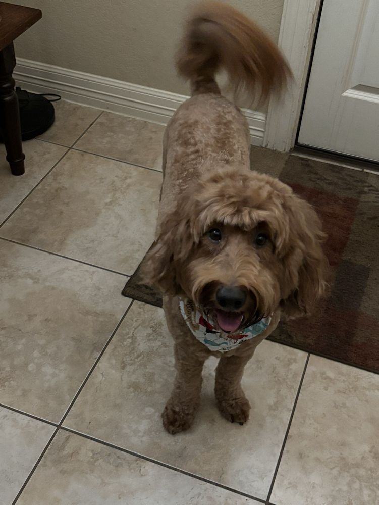 HAPPY PAWS HELOTES BOARDING AND GROOMING Updated August 2024 15