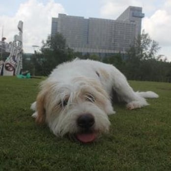 Pup Squad Animal Rescue - Animal Shelters Near Me Pup Squad Animal Rescue - Animal Shelters Near Me