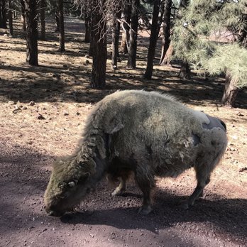 Bearizona - Zoos Near Me - Williams, Arizona