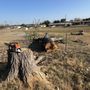 Photo of Yanez Tree Services