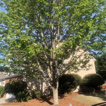 Rusty’s Tree Care - Before maple canopy lift. - Tree Services Near Me