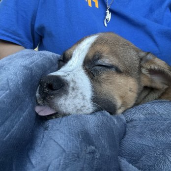 St. Charles Veterinary Hospital - My poor sweet baby, hardly breathing at this point - Veterinarians Near Me - Davenport, Florida St. Charles Veterinary Hospital - My poor sweet baby, hardly breathing at this point - Veterinarians Near Me - Davenport, Florida