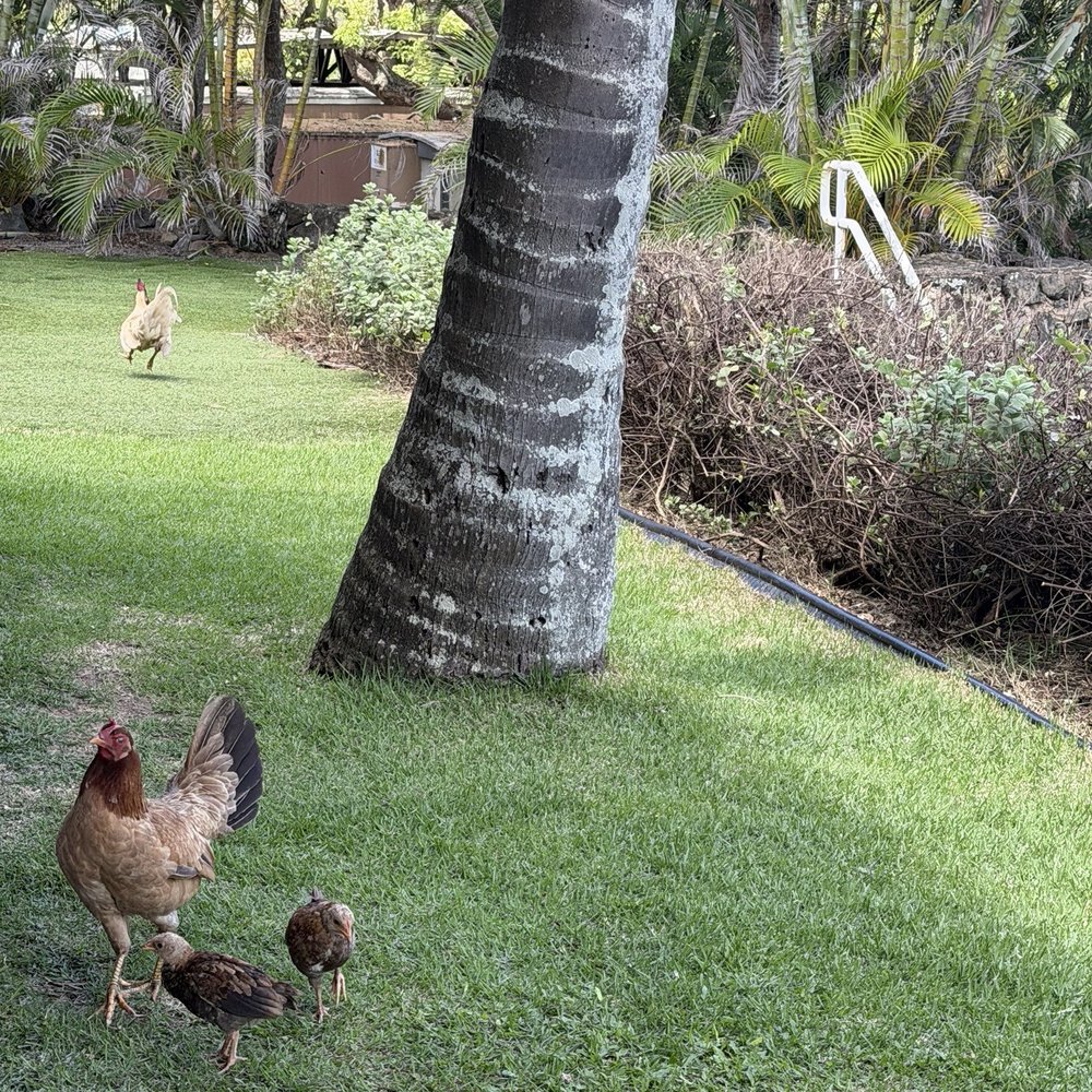 Aunty Pat's Paniolo Cafe - Lots of chickens wandering around - Buffets Near Me - Kaneohe, Hawaii Aunty Pat's Paniolo Cafe - Lots of chickens wandering around - Buffets Near Me - Kaneohe, Hawaii