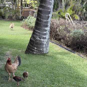 Aunty Pat's Paniolo Cafe - Lots of chickens wandering around - Buffets Near Me - Kaneohe, Hawaii