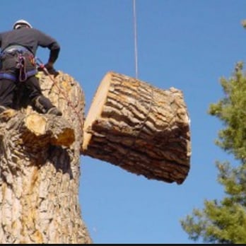 Arborscapes/SavATree - Tree Services Near Me - Pineville, North Carolina Arborscapes/SavATree - Tree Services Near Me - Pineville, North Carolina