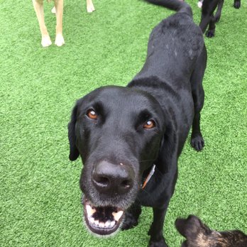We Talk Dog - Pet Services Near Me - Birmingham, Alabama We Talk Dog - Pet Services Near Me - Birmingham, Alabama