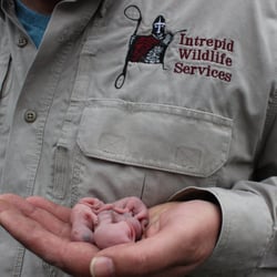 Intrepid Wildlife Services