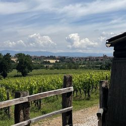 Tuscany Taste Tour - Winery