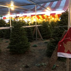 Big Wave Dave's Christmas Trees & Pumpkin Patch - Some of their trees.