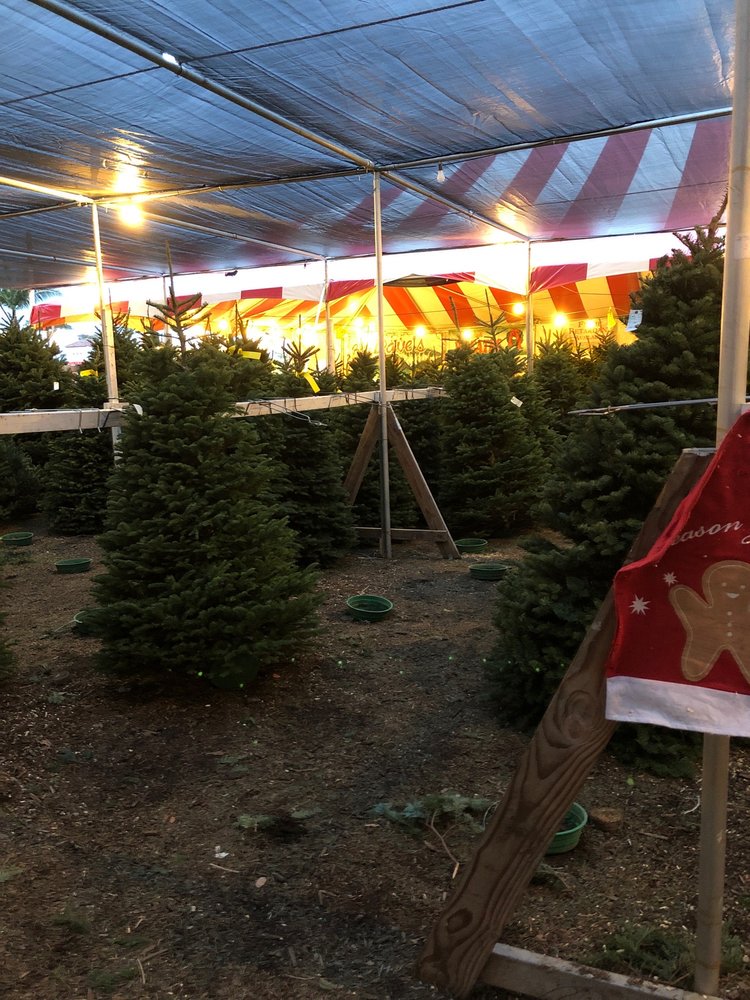 BIG WAVE DAVE’S CHRISTMAS TREES & PUMPKIN PATCH Updated August 2024