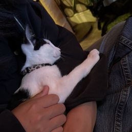 cuddly kitty cuddly kitty