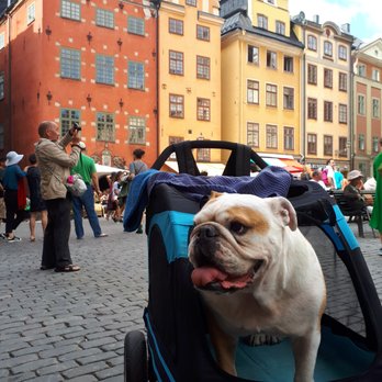 Gamla stan - A Bulldog in Stockholm - riding in style - Local Flavor Near Me - Stockholm, Alberta Gamla stan - A Bulldog in Stockholm - riding in style - Local Flavor Near Me - Stockholm, Alberta