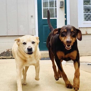 Mountain Run Kennel - Charlie & Murphy at the resort - Pet Boarding Near Me - Culpeper, Virginia Mountain Run Kennel - Charlie & Murphy at the resort - Pet Boarding Near Me - Culpeper, Virginia
