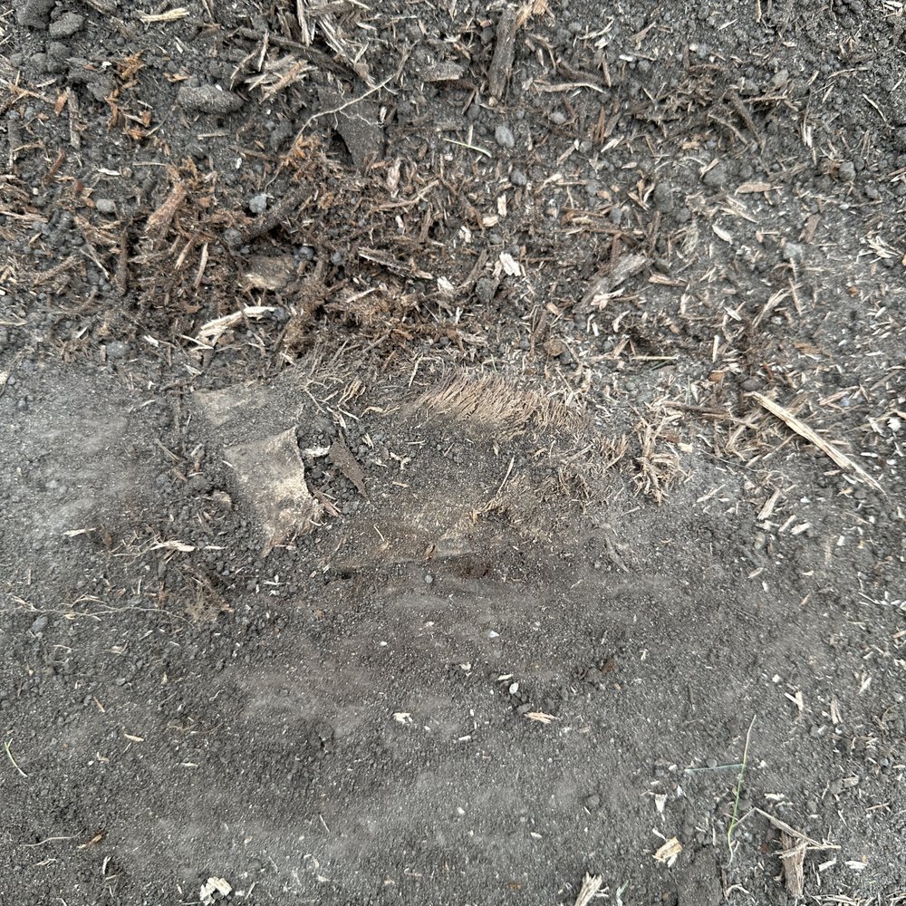 MORI Tree Services - stump not fully ground below grade - Tree Services Near Me MORI Tree Services - stump not fully ground below grade - Tree Services Near Me