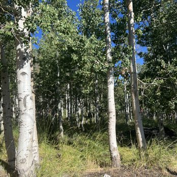 Carson Kitchen - Aspens all around cabin . - New American Near Me - Las Vegas, Nevada